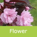 Bare Root Flowering Cherry Royal Burgundy Tree, MEDIUM + PURPLE LEAVES + ATTRACTIVE BARK **FREE UK MAINLAND DELIVERY + FREE 100% TREE WARRANTY**